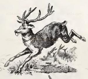 ANIMAL_0159